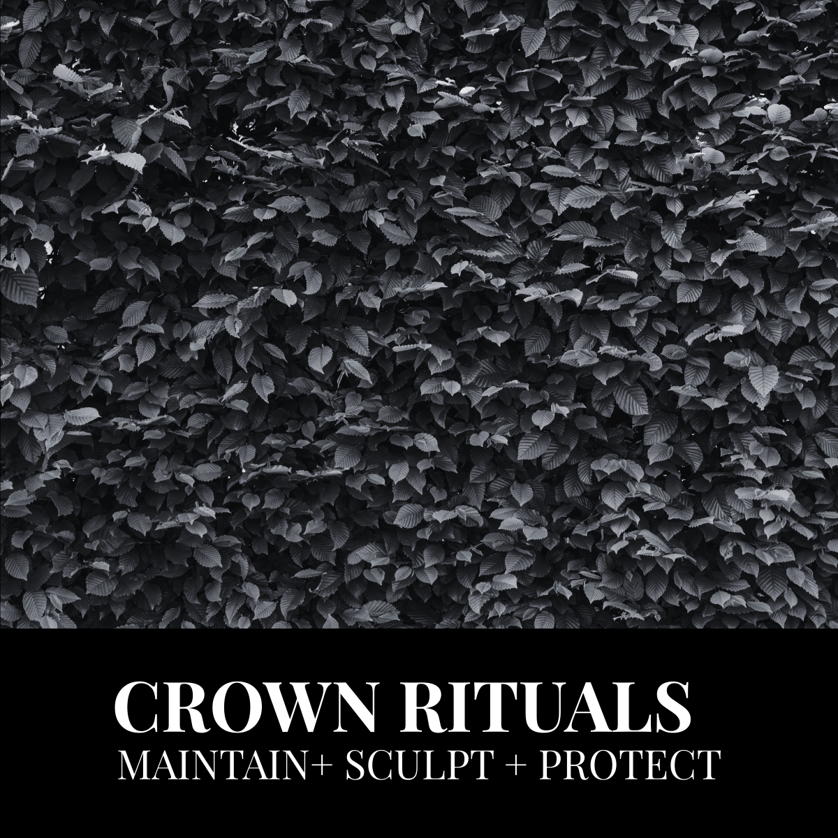 Crown Rituals (Maintain+Sculpt+Protect)